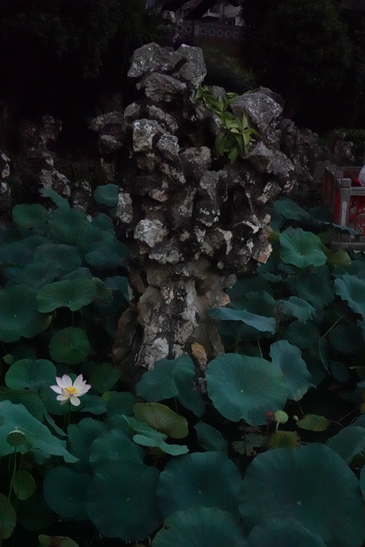 盧廉若公園的假山石。人民網(wǎng) 唐佳 攝
