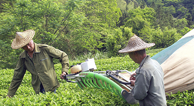 福建順昌：采摘巖茶