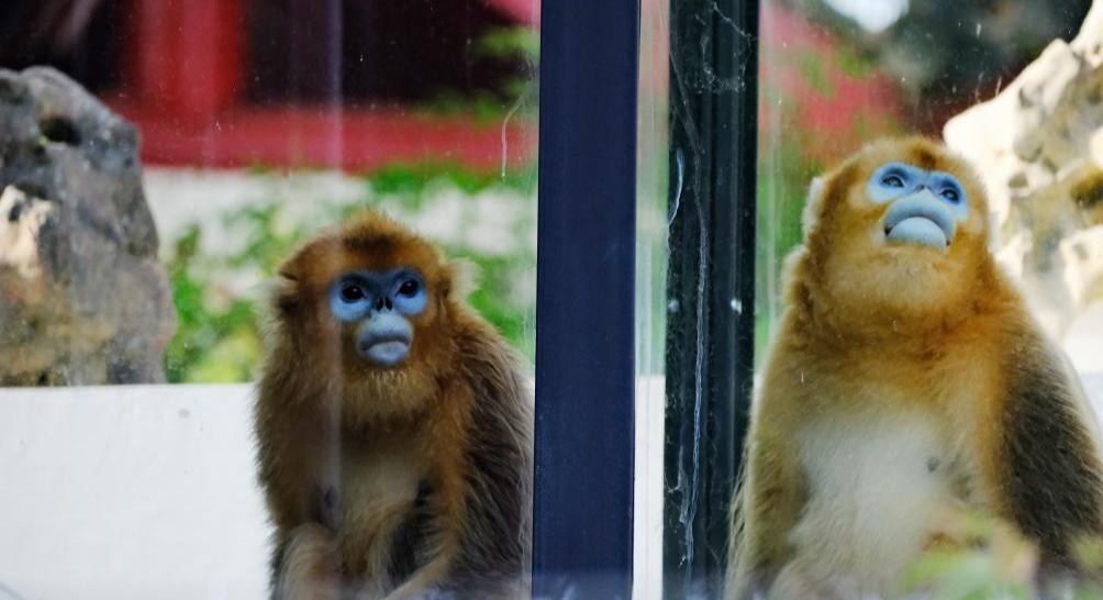 中國(guó)金絲猴抵達(dá)比利時(shí)天堂動(dòng)物園