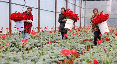 貴州玉屏：非洲菊綻放“美麗經(jīng)濟(jì)”